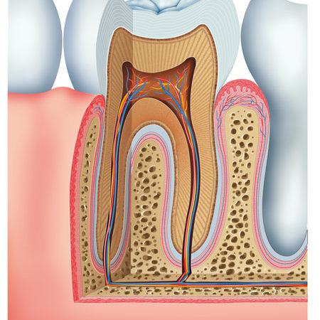 Inner Tooth Anatomy